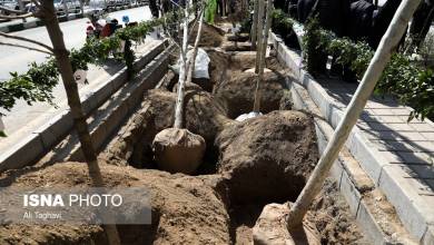 کاشت ۳۵۰۰ درخت «چنار» کهنسال در خیابان ولیعصر