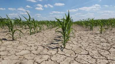 خسارت ۴۴۰۰ میلیاردی خشکسالی به کشاورزی لرستان - خبرگزاری مهر | اخبار ایران و جهان
