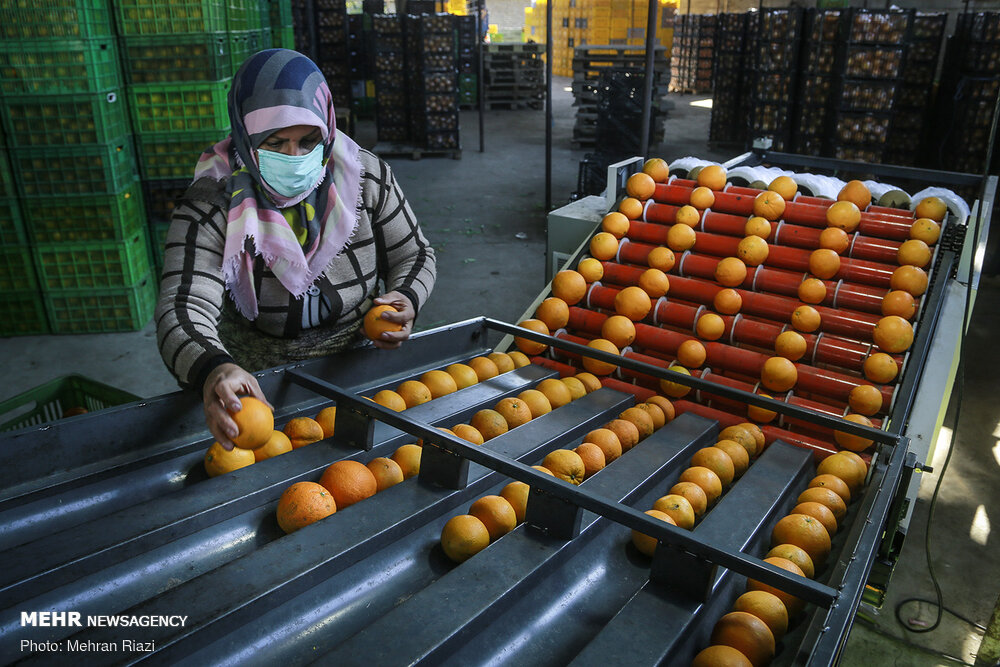 ظهور مازندران صادراتی/ چینی ها پرتقال رنگی نمی خرند