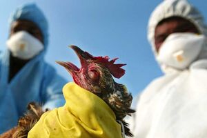 واکاوی یک احتمال؛ آنفلوآنزای پرندگان بحران‌ساز خواهد شد؟