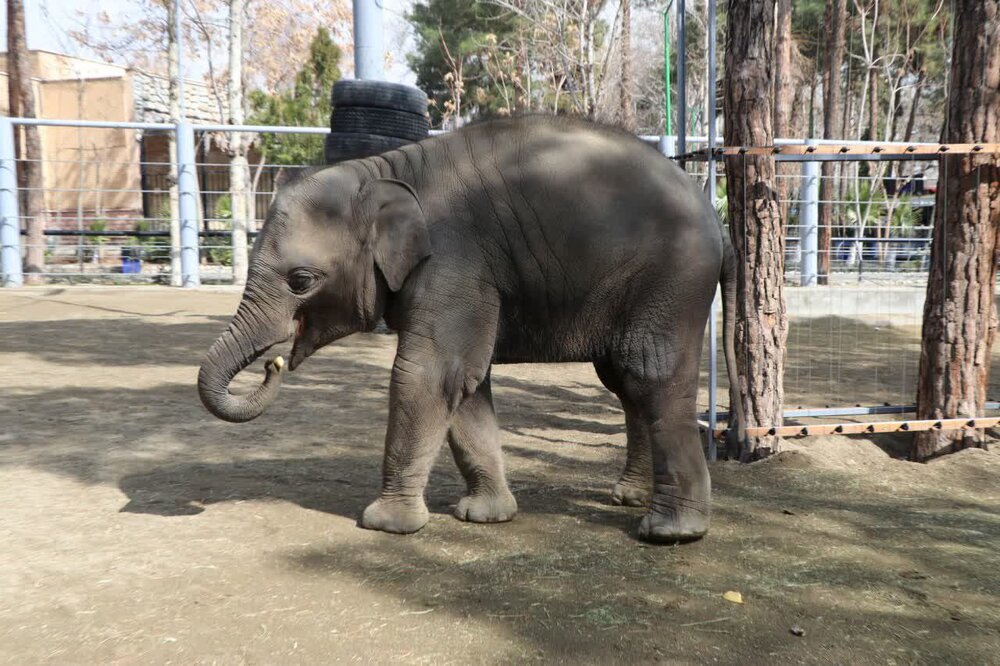 از مایسا چه خبر؟ / ایجاد سکونتگاه جدید برای بچه فیل آسیایی