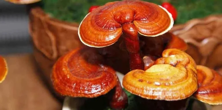 قارچ گانودرما برای چیست