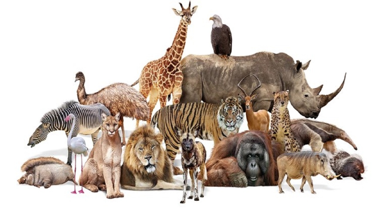 تاکنون چند حیوان روی زمین زندگی کرده‌اند؟