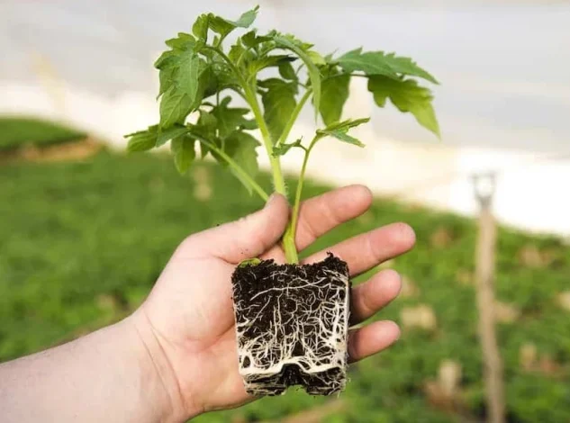 نهال چند ساله بکاریم