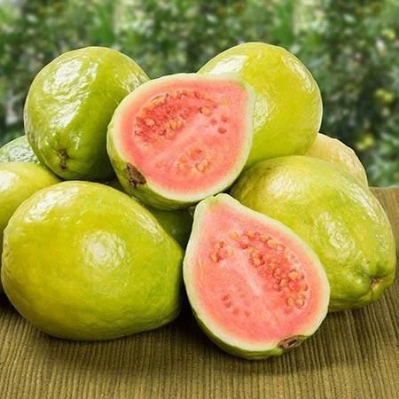Guava tree cutting method