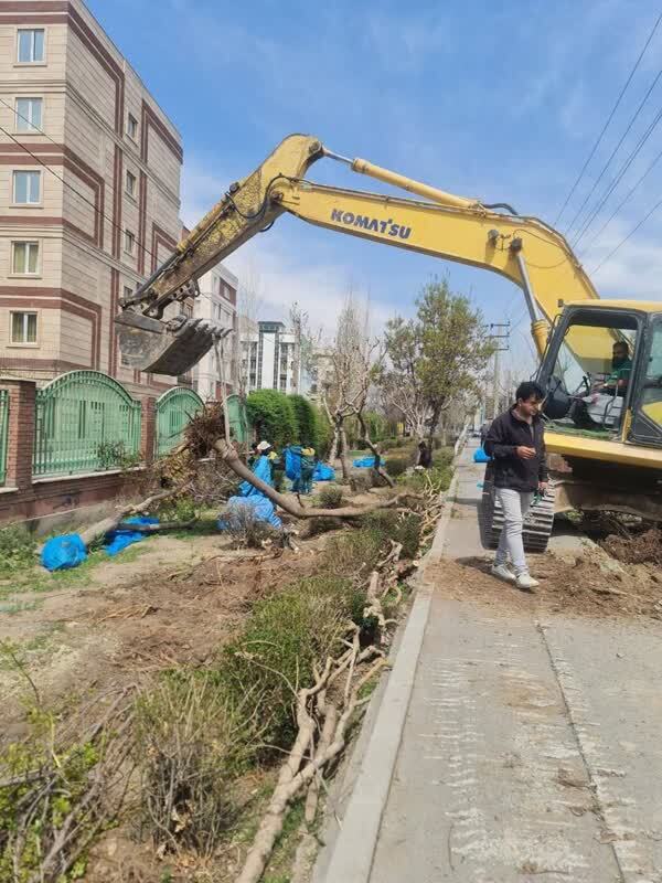توضیح شهرداری درباره قطع درختان در پروژه تقاطع غیرهمسطح بزرگراه بسیج