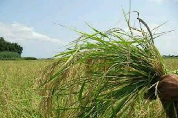 کنترل علف‌های هرز با هدف افزایش تولید گندم در کبودراهنگ - خبرگزاری مهر | اخبار ایران و جهان