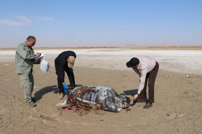 مشاهده لاشه «لاک‌پشت چرمی» در ساحل هندیجان