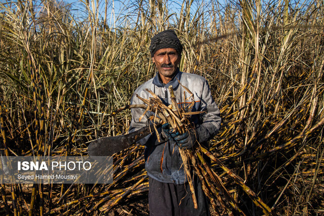 نیشکر؛ رودی سبز جاری از طلا