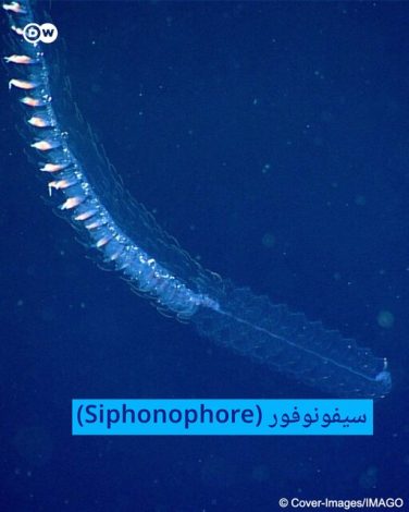 هفت موجود عجیب در زمین + تصاویر