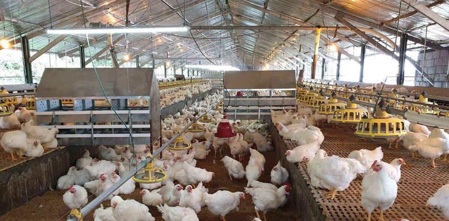راهنمای انتخاب بهترین نوع سوله برای مزرعه شما
